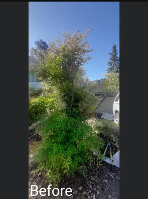 Precision Yard Maintenance | Santa Rosa CA