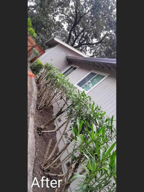 Precision Yard Maintenance | Santa Rosa CA
