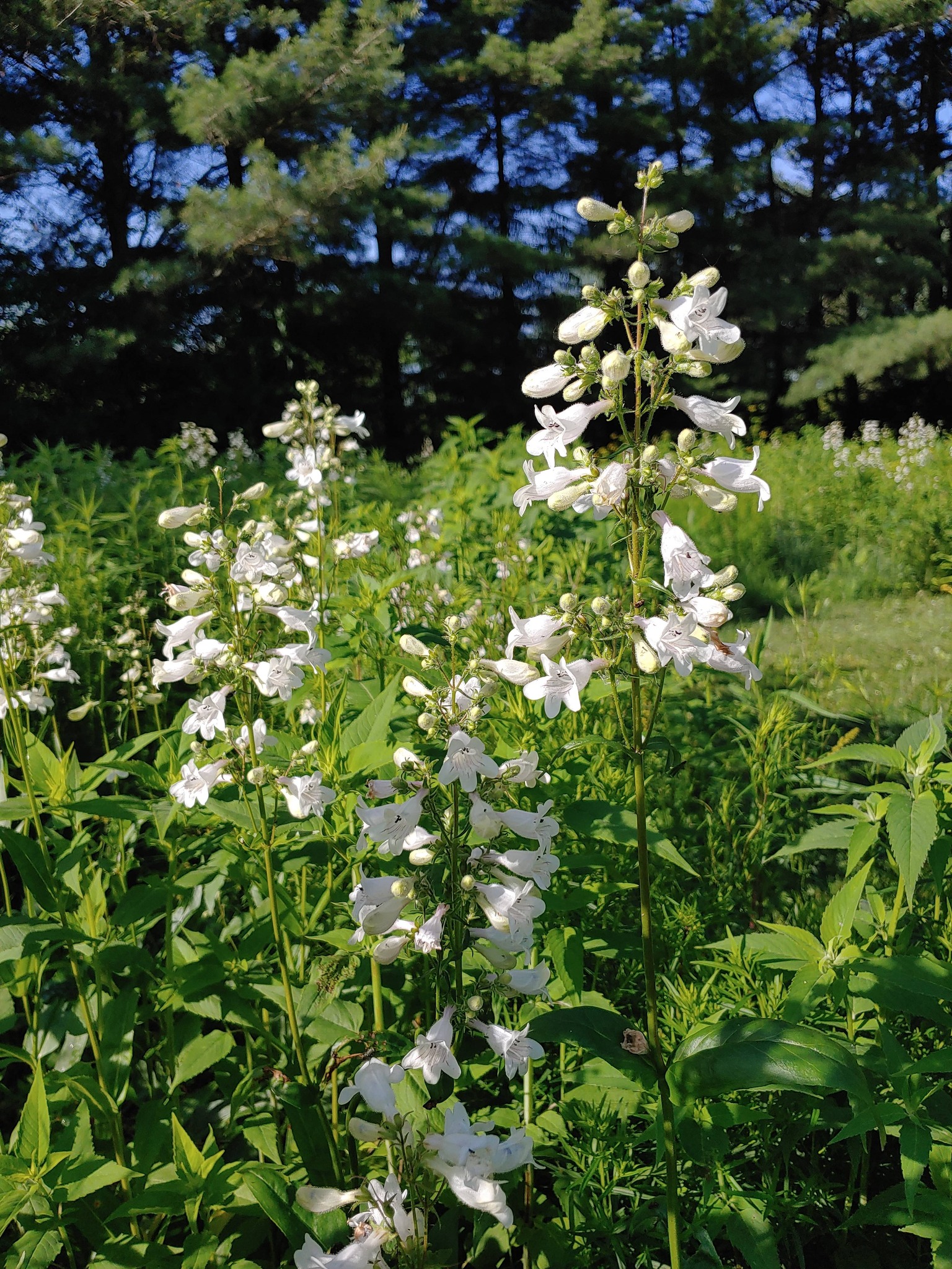 Growing penstemon digitalis in Indiana