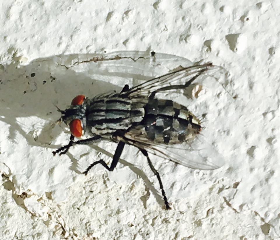 ARTROPODOS / MOSCARDA GRIS DE LA... - Fauna de San Adrián | Facebook