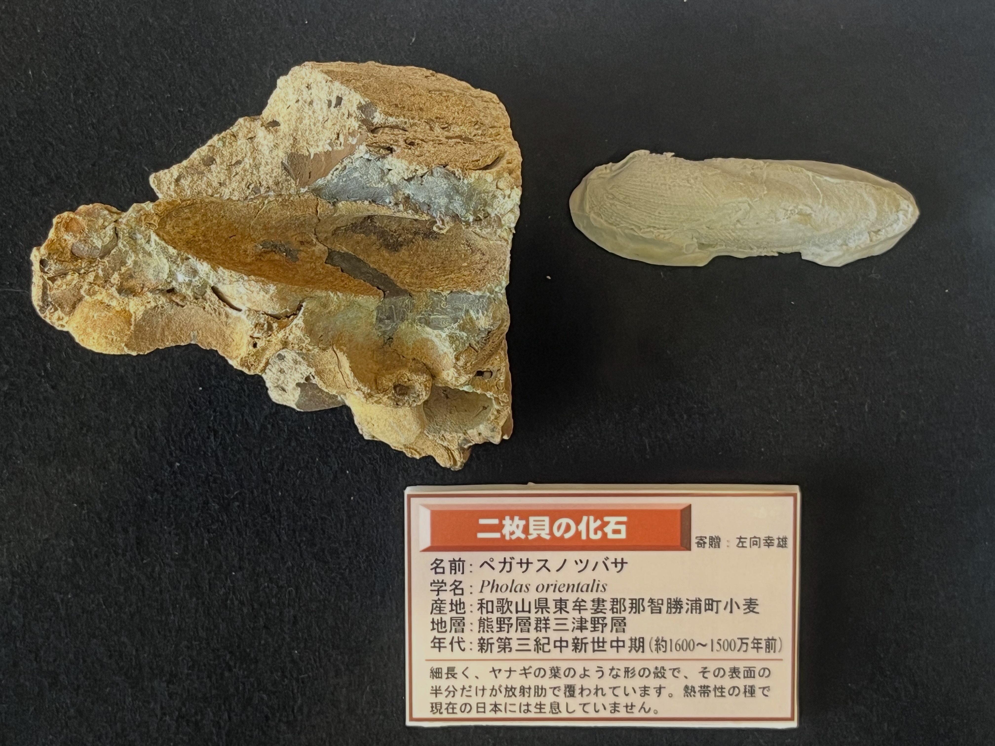 北海道で中生代白亜紀の新種アンモナイト化石が発見され