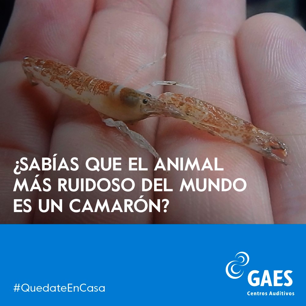 GAES Panamá - ¿Sabías que el animal más ruidoso del mundo...
