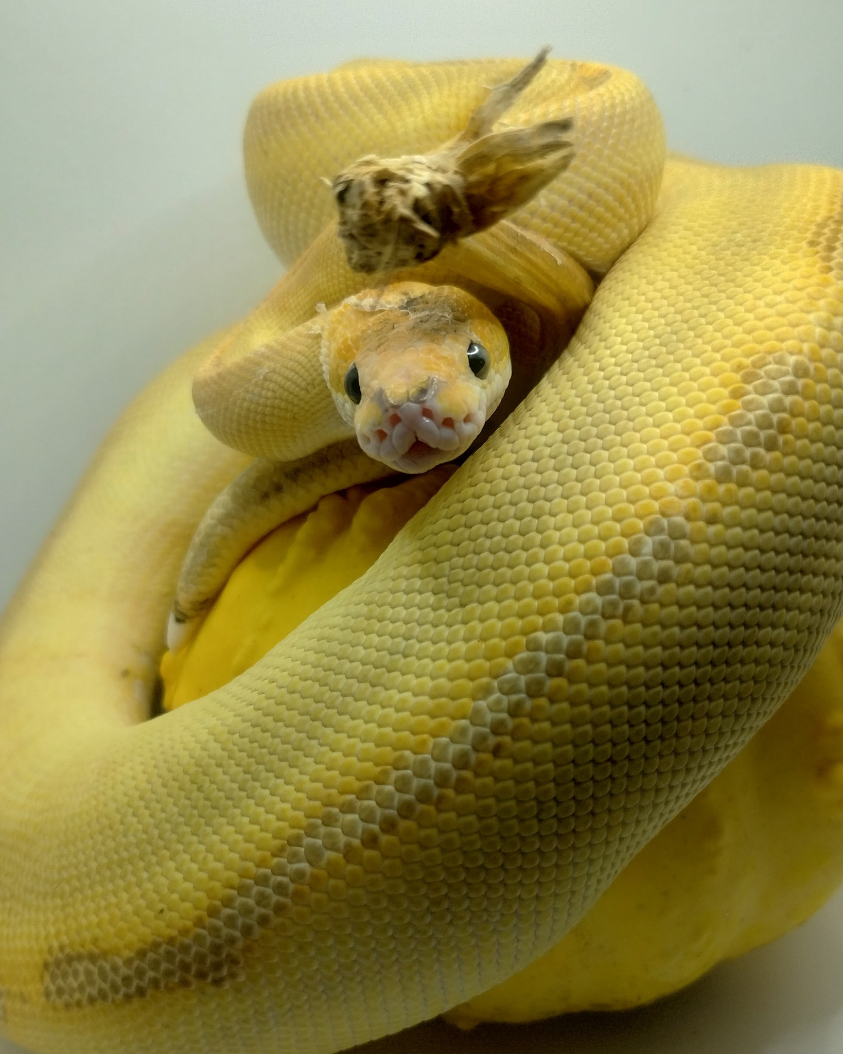 Parker - 💭💭 CAPTION THIS PHOTO! 💭💭 👇👇👇👇 #snakes #snakesofig # ...
