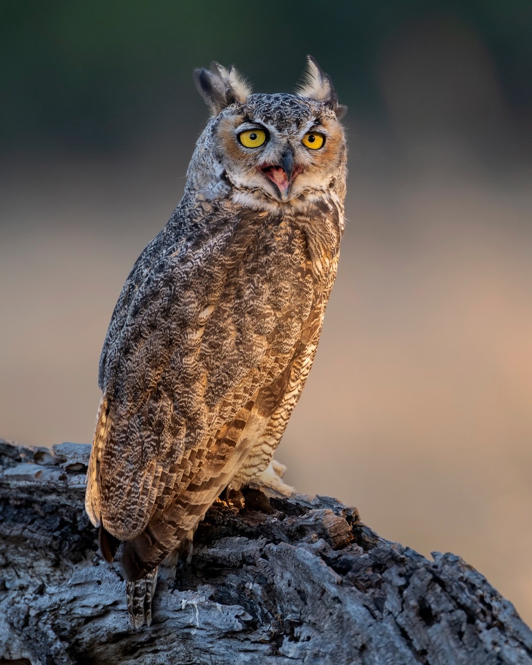 owl's kid NO.48 OWL BABIES 🦉🦉🦉 Read Aloud | Martin Waddell