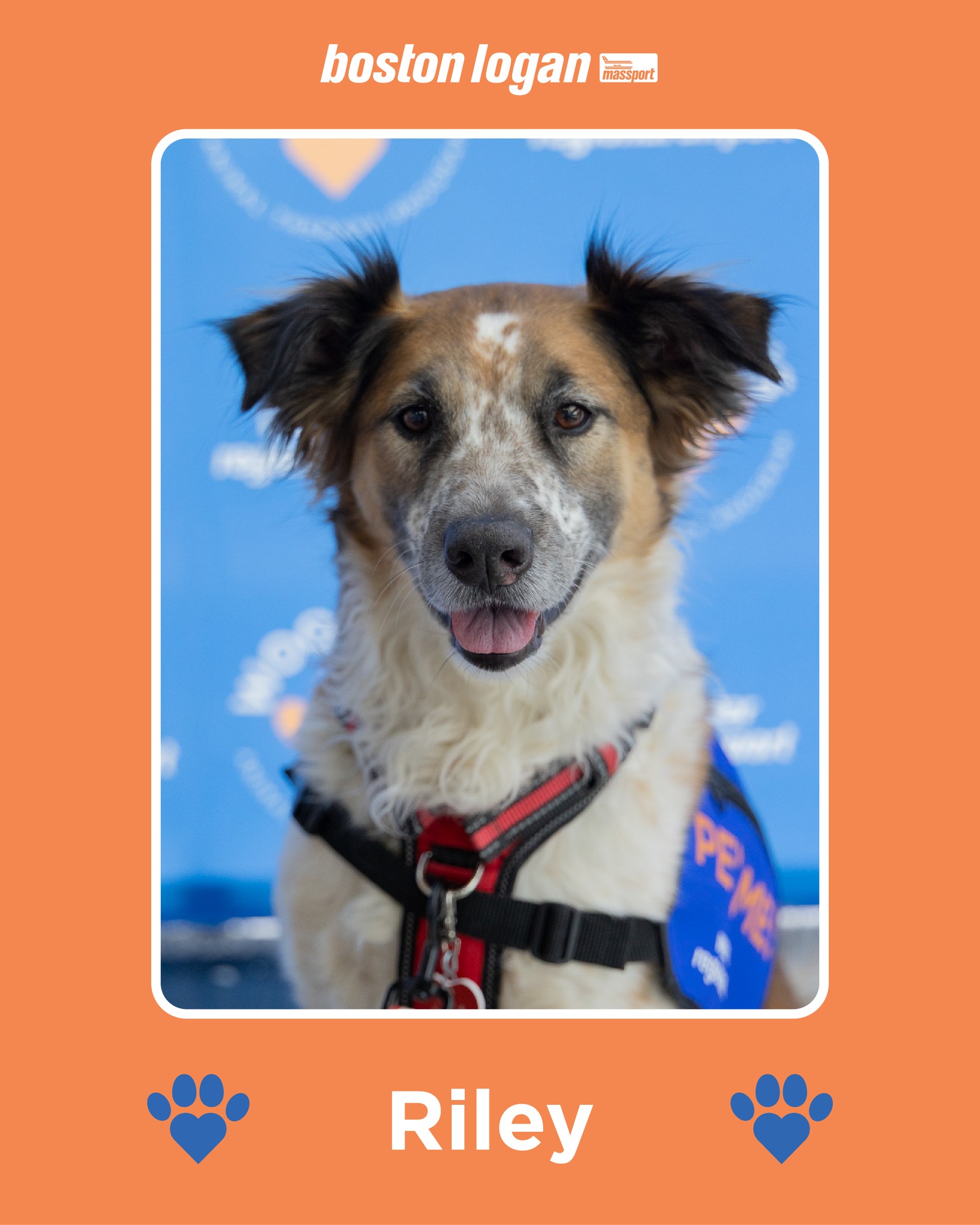 Meet Riley, the newest member of our BOS Paws squad! 🐶✈️ The