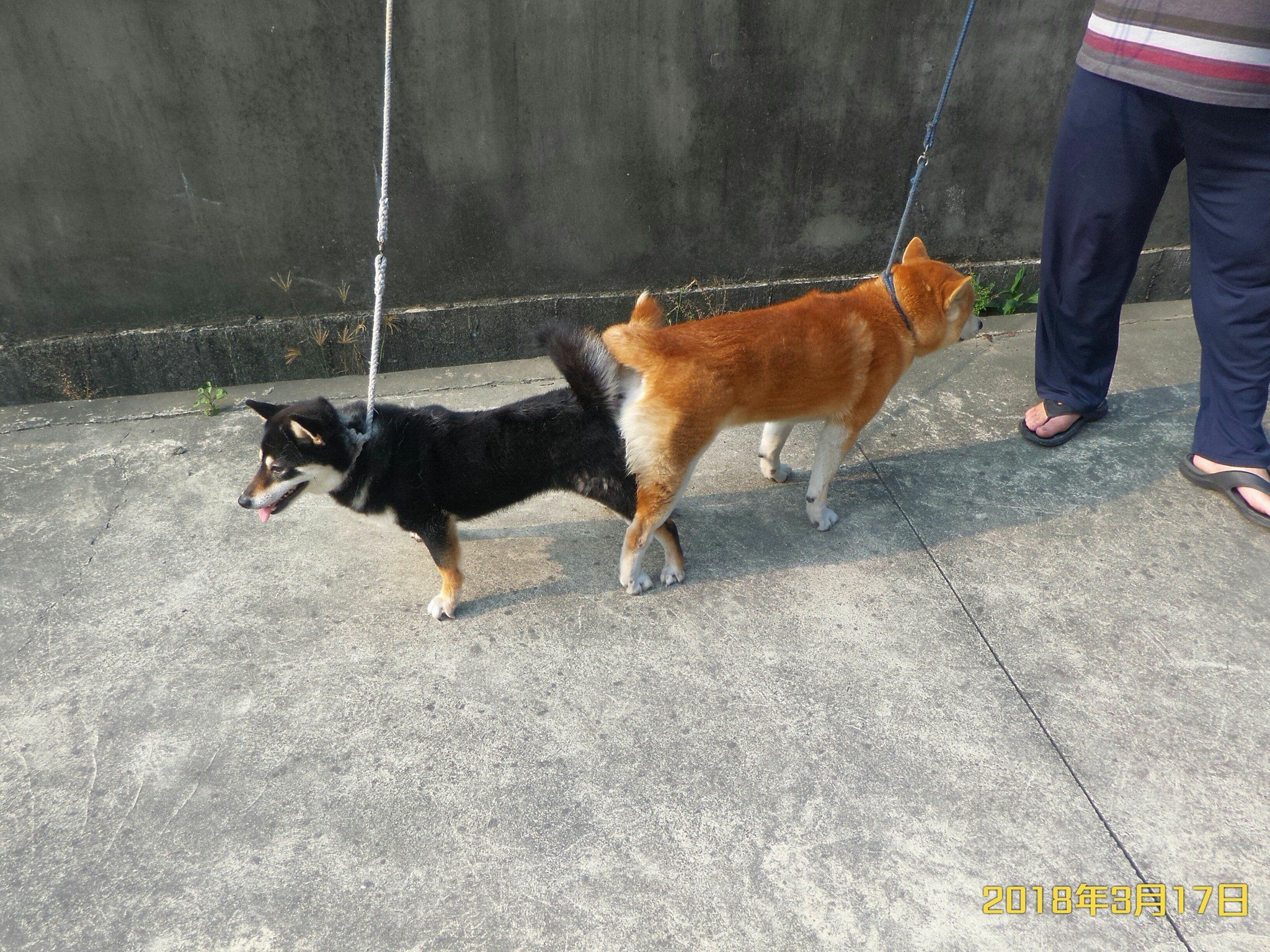 不動 ヶ 滝 犬 舎