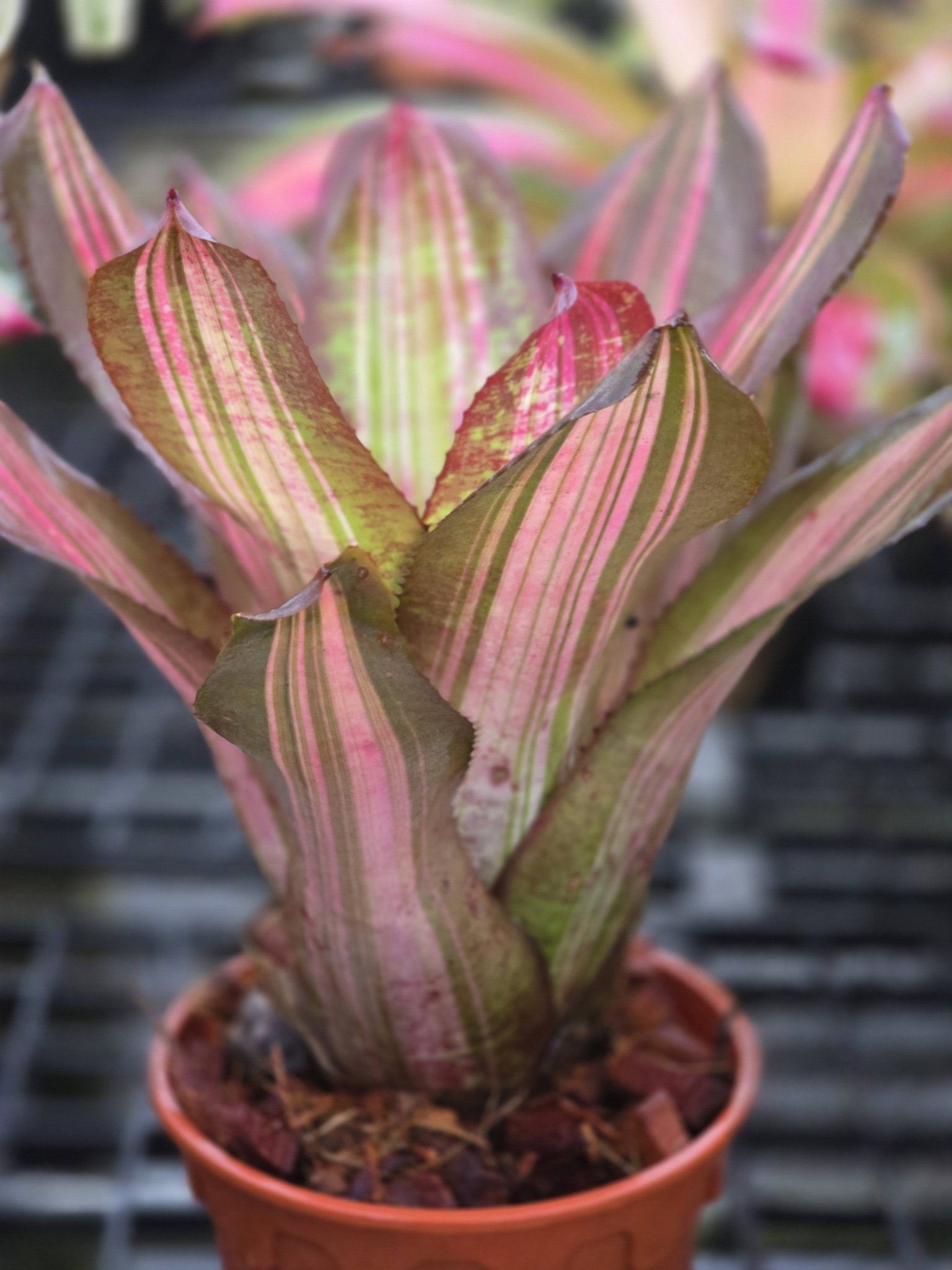 ブロメリア・エアープランツ Neoregelia Star Trek Neoregelia Star Trek