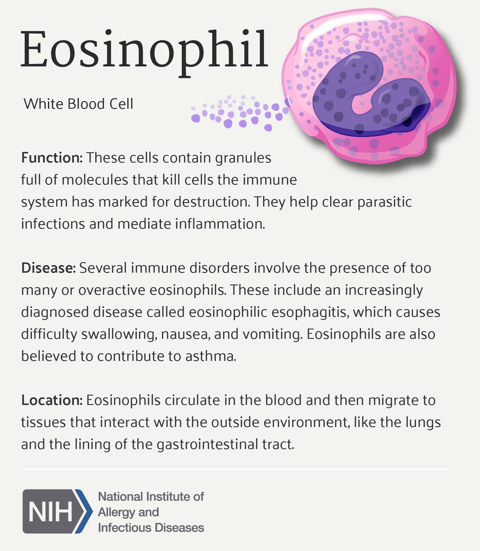 Eosinophil (white blood cell)