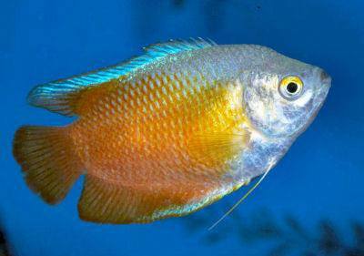 Jafar Aquatics - New fish collection and aquatic plants...