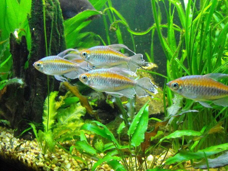 Jafar Aquatics - New fish collection and aquatic plants...