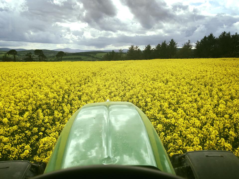 Our #crop of Oilseed Rape looking... - Wicklow Rapeseed Oil | Facebook