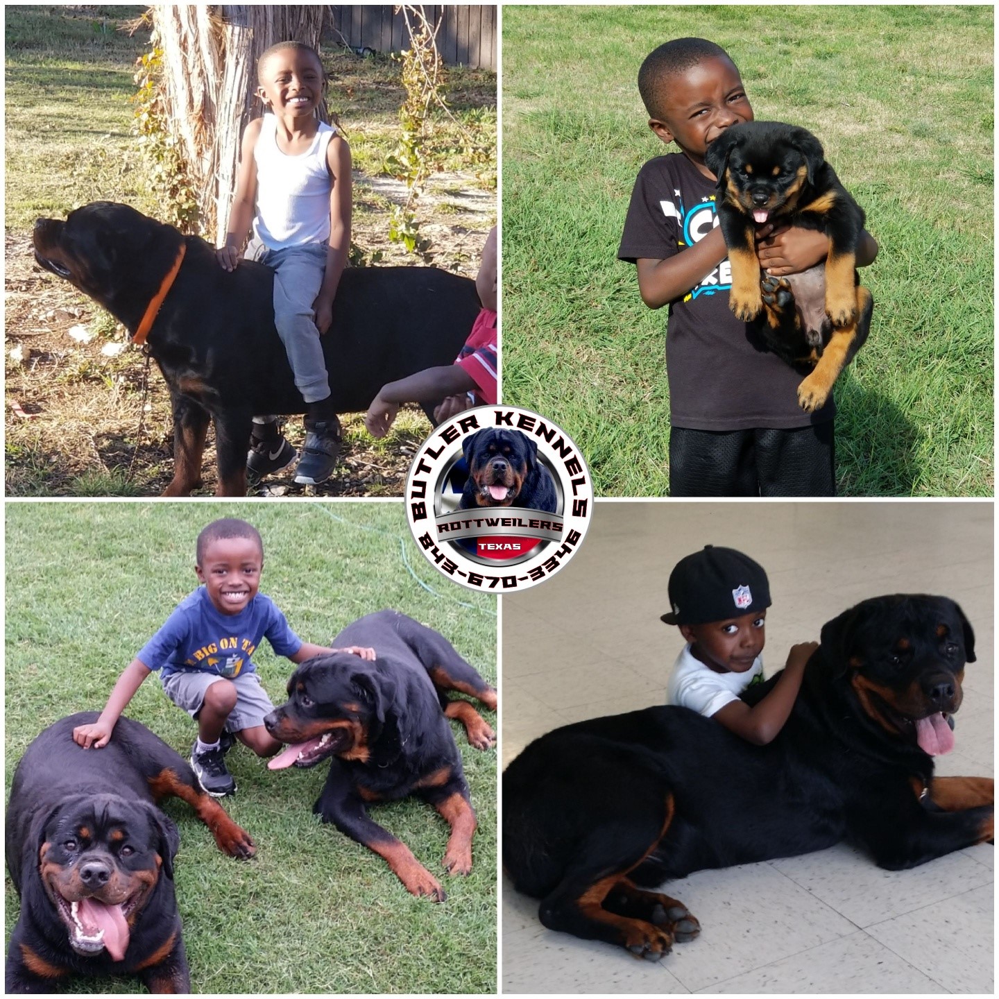 Happy 9th birthday to my... - Butler Kennels Rottweilers