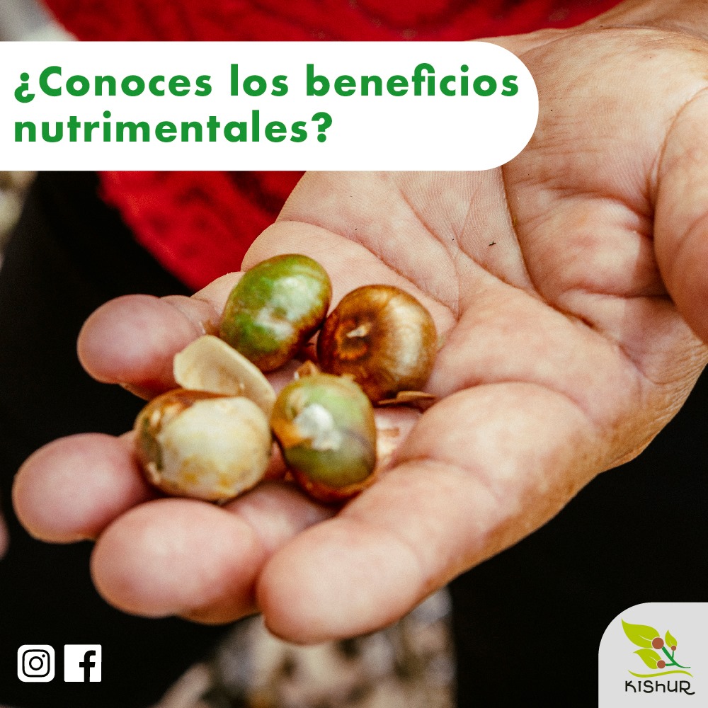 Kishur.MX - ¿Conoces lo beneficios nutrimentales? 😲 La semilla de ramón ...