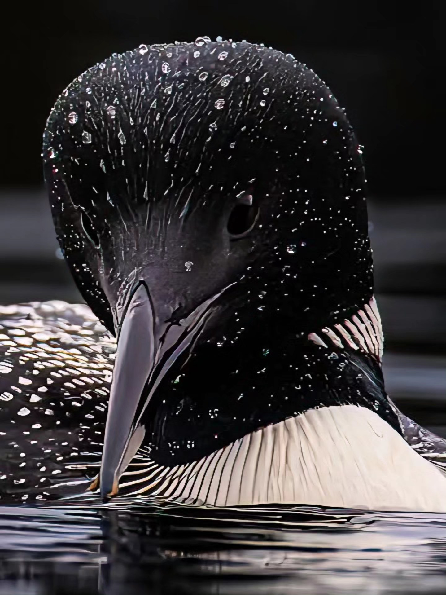 Unusual Behavior... The Common... - Watermark Photography | Facebook