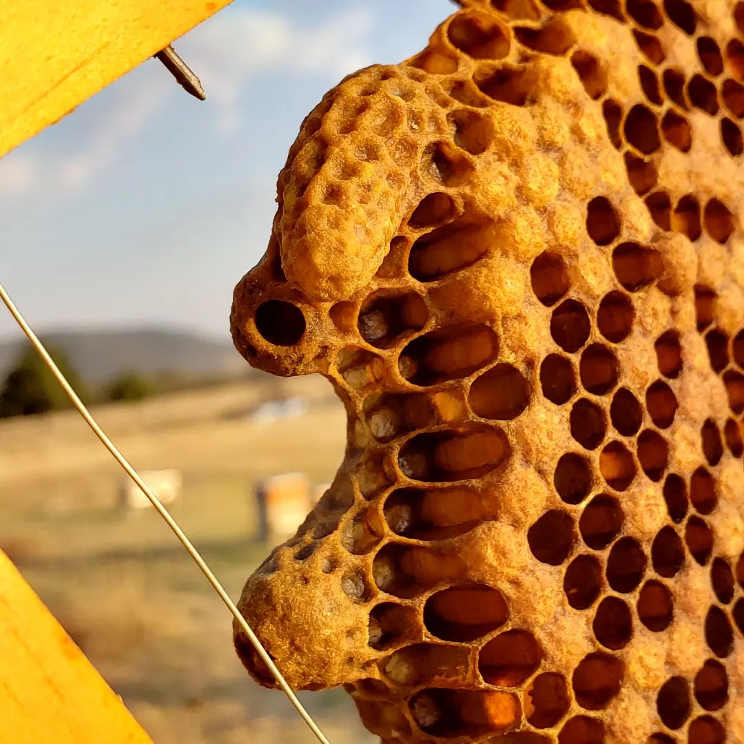 Zángano Miel de Abeja