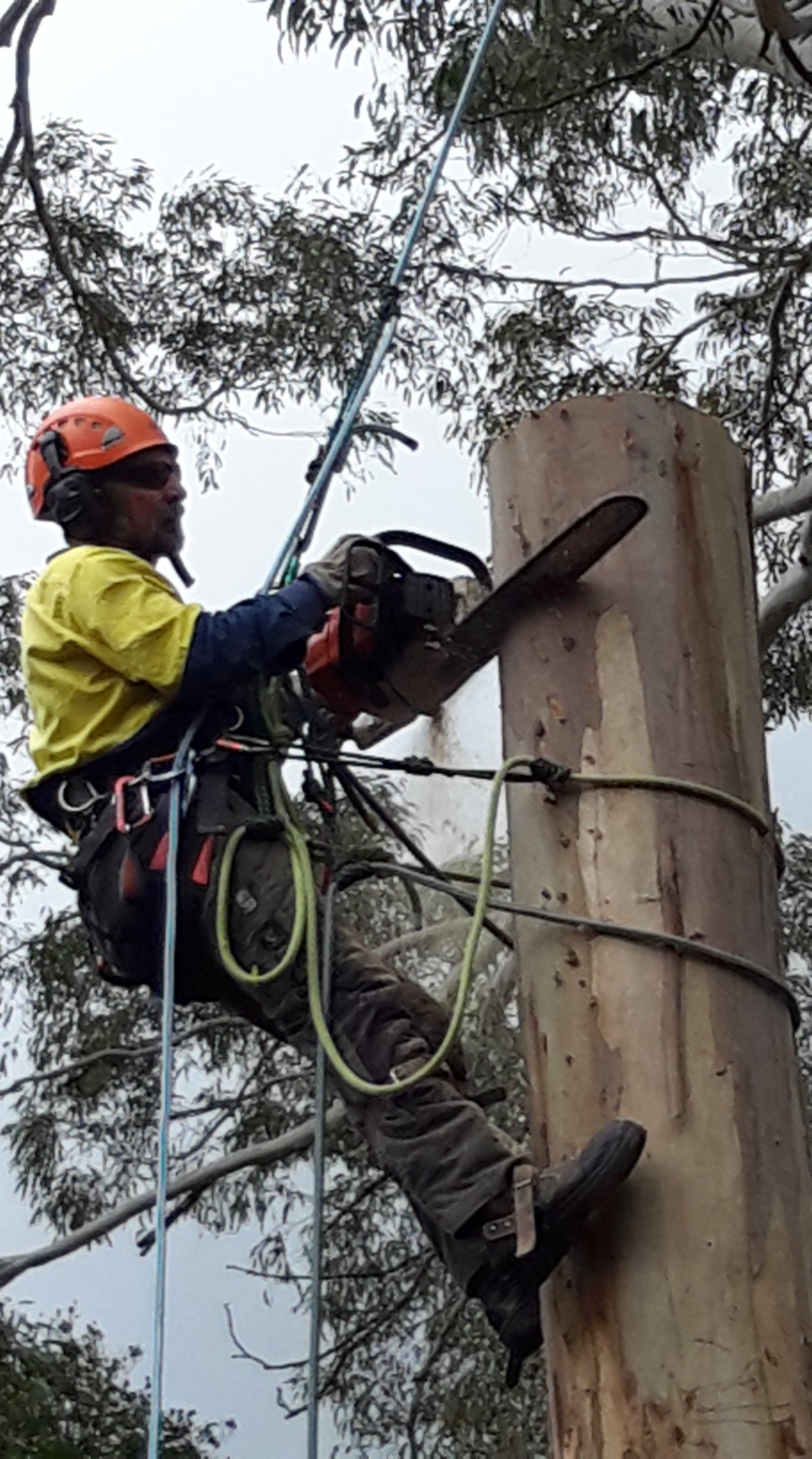 RGM Tree & Garden Services | Adelaide SA