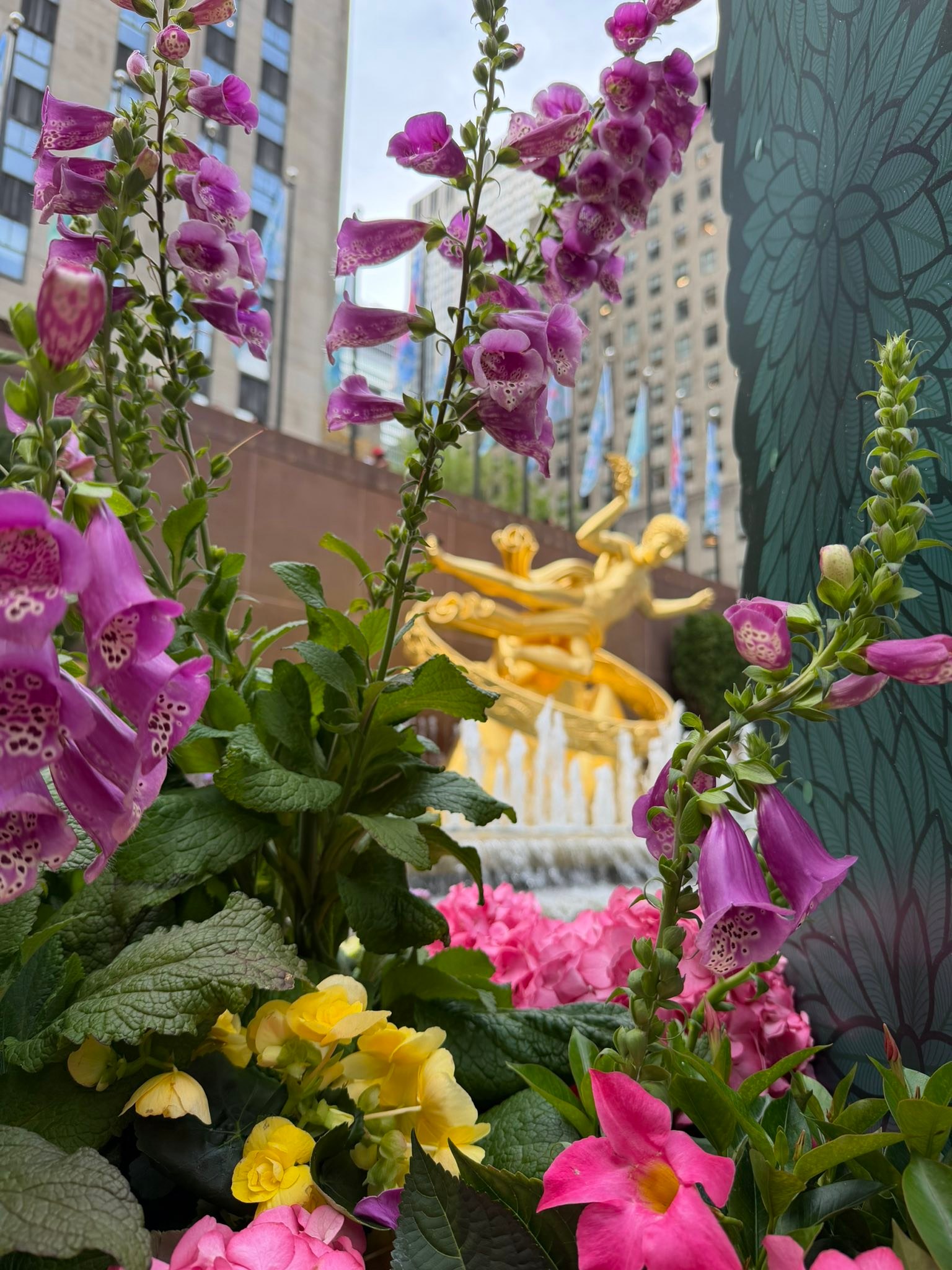Spring is Blooming at Rockefeller Center New York is shedding its