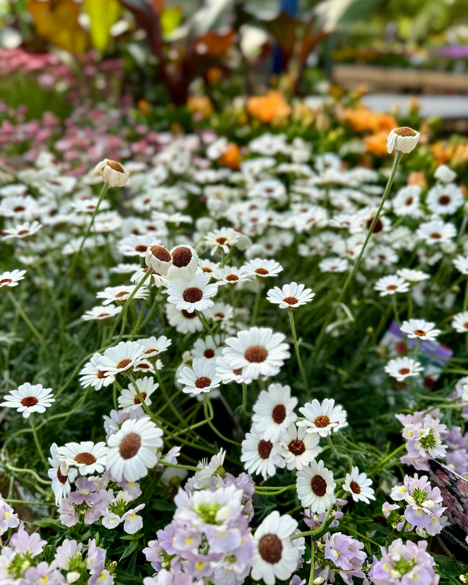 Highfield Garden World added a... - Highfield Garden World