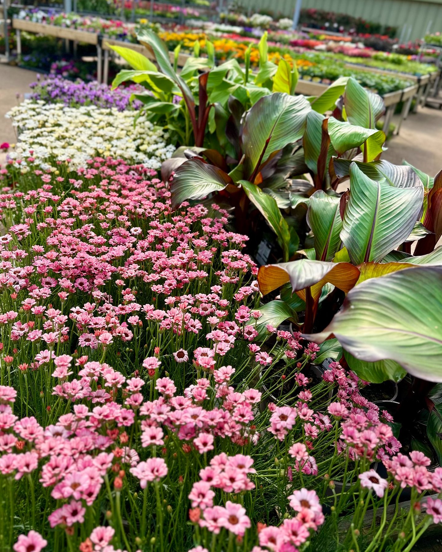 Highfield Garden World added a... - Highfield Garden World