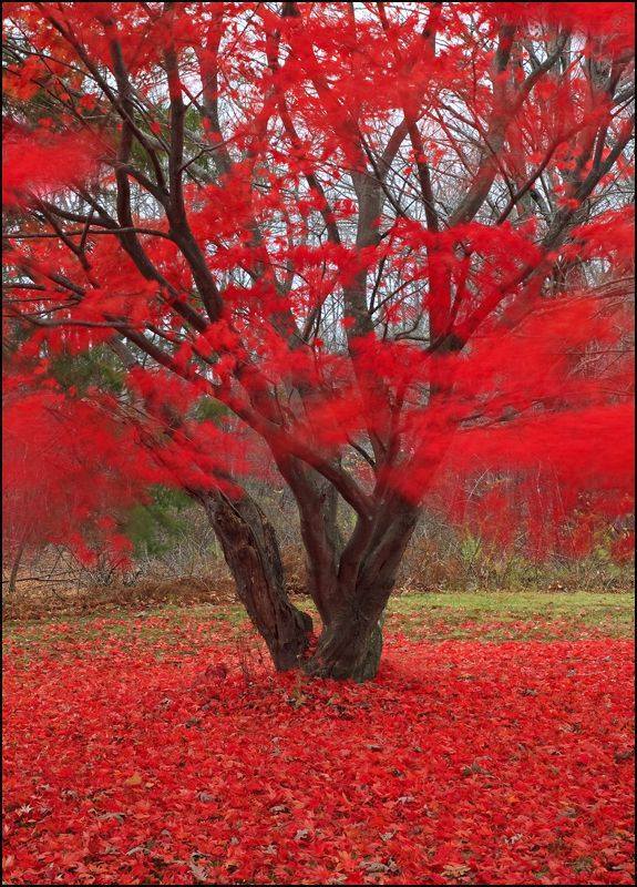1,000,000 Red Pictures