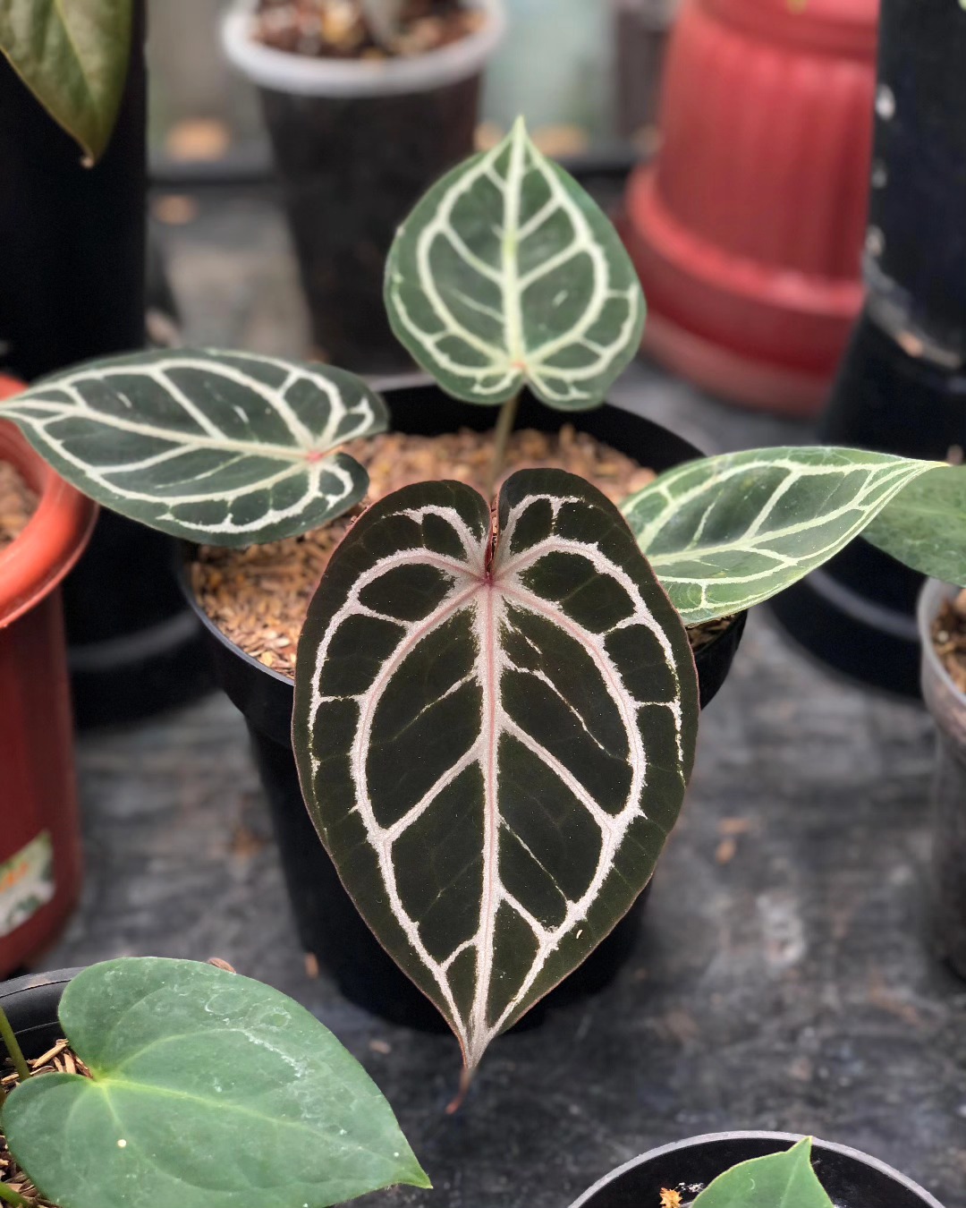 アンスリウム KOS × RC Anthurium Kos X Rc #anthuriumkosxredcrystallinum
