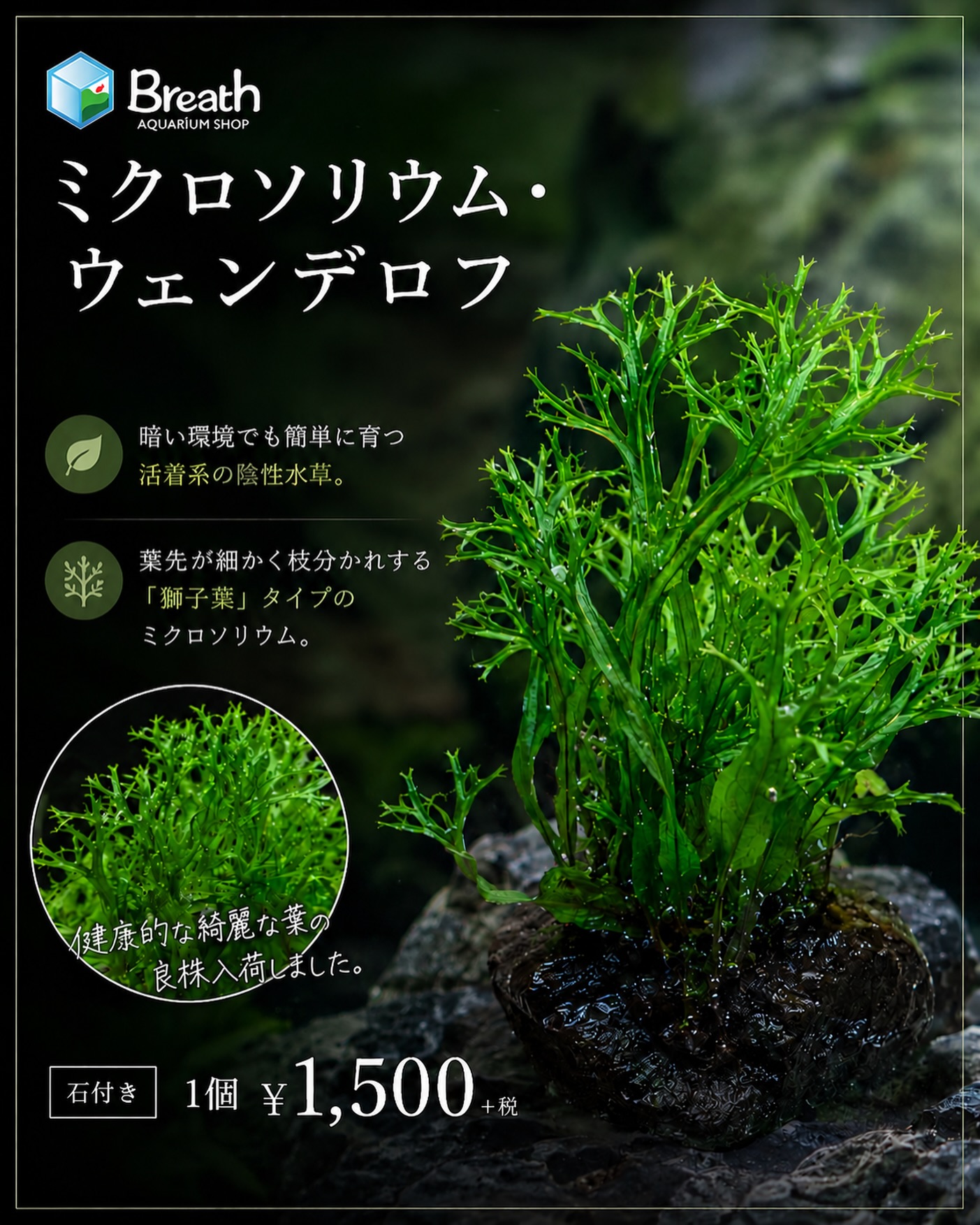 Aquarium - ADA ブランチウッド入荷‼︎ 60㎝水槽以下に使いやすいM