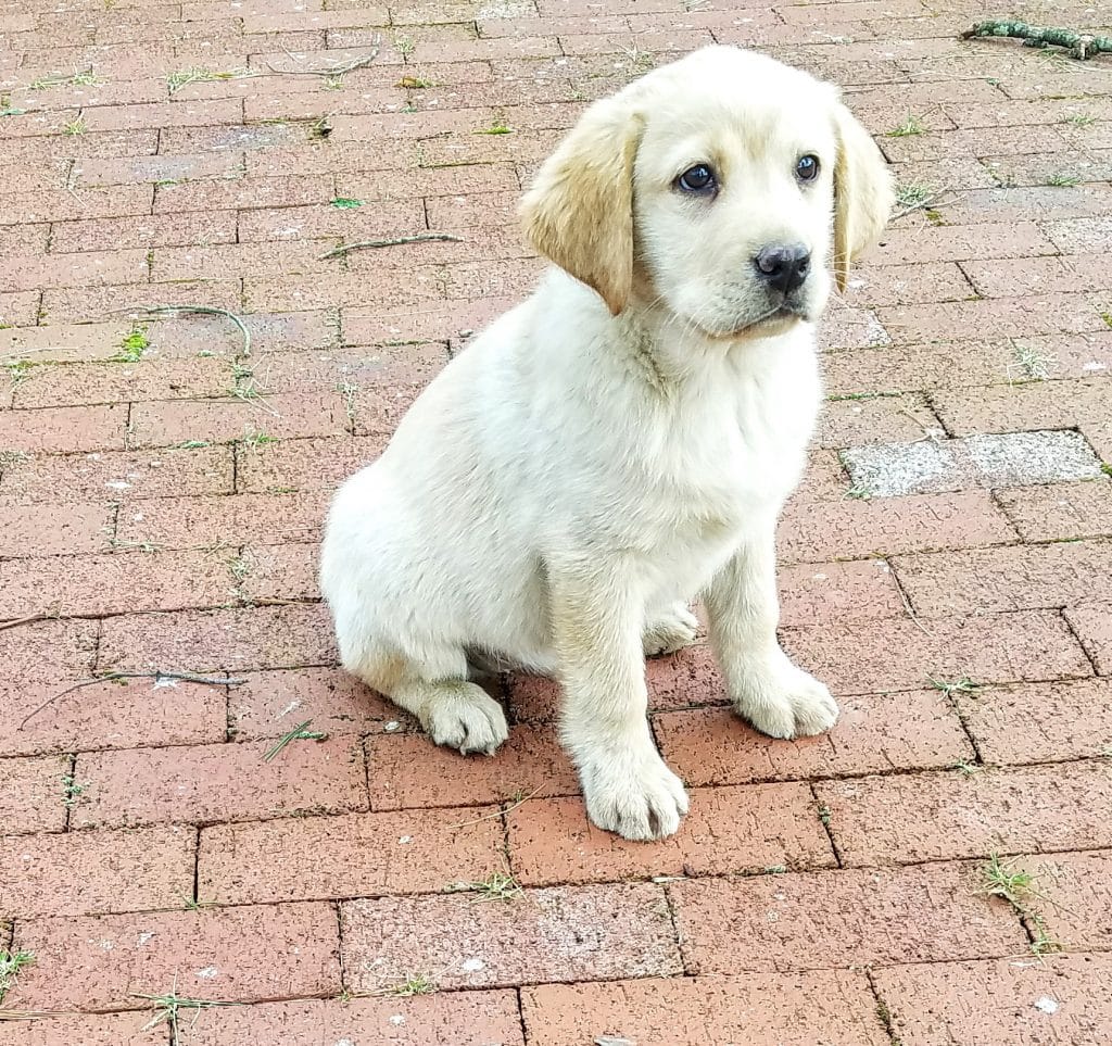On the Bluff Labradors - Our darling Desmond is a pre-trained puppy ...