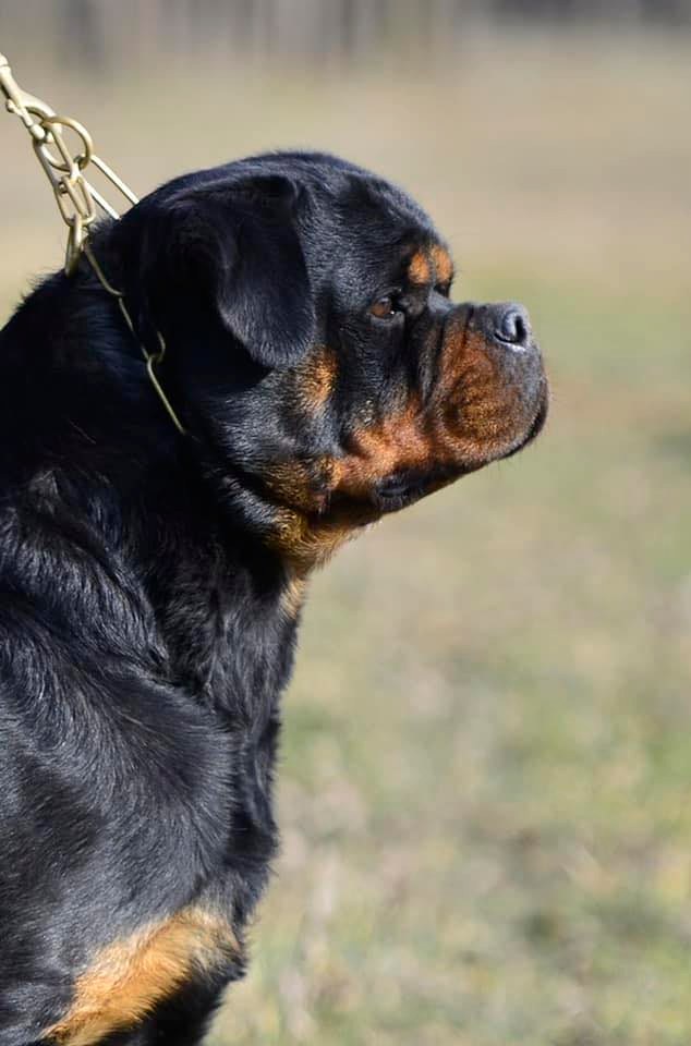 Rottweiler della regina... - Rottweiler della regina nera
