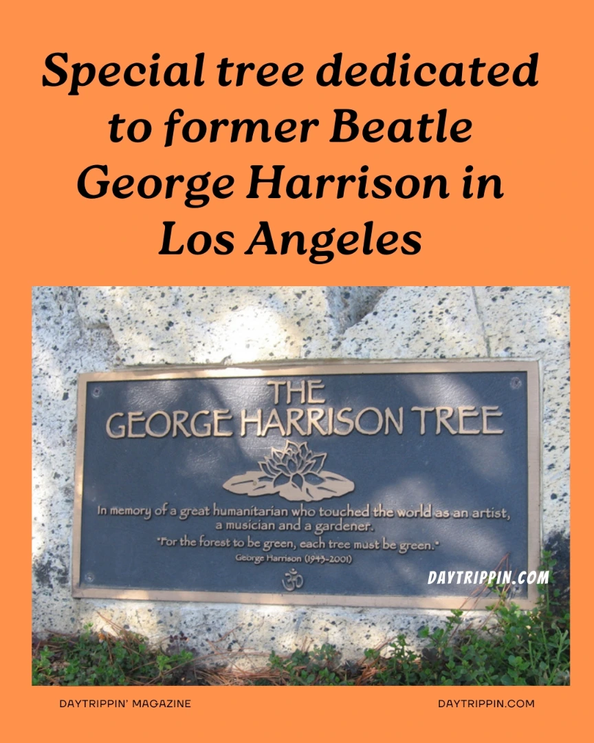 Daytrippin' - Paying tribute to the quiet Beatle at the George Harrison ...