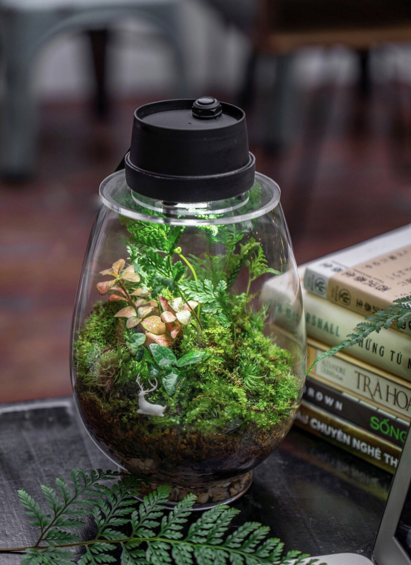 Hội Thanh Lý Terrarium Việt Nam | tìm springtail khu vực sg | Facebook