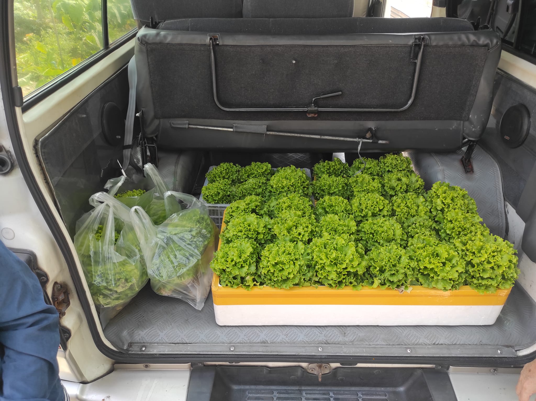 The Green Thumb Hydroponics Farm | Imus