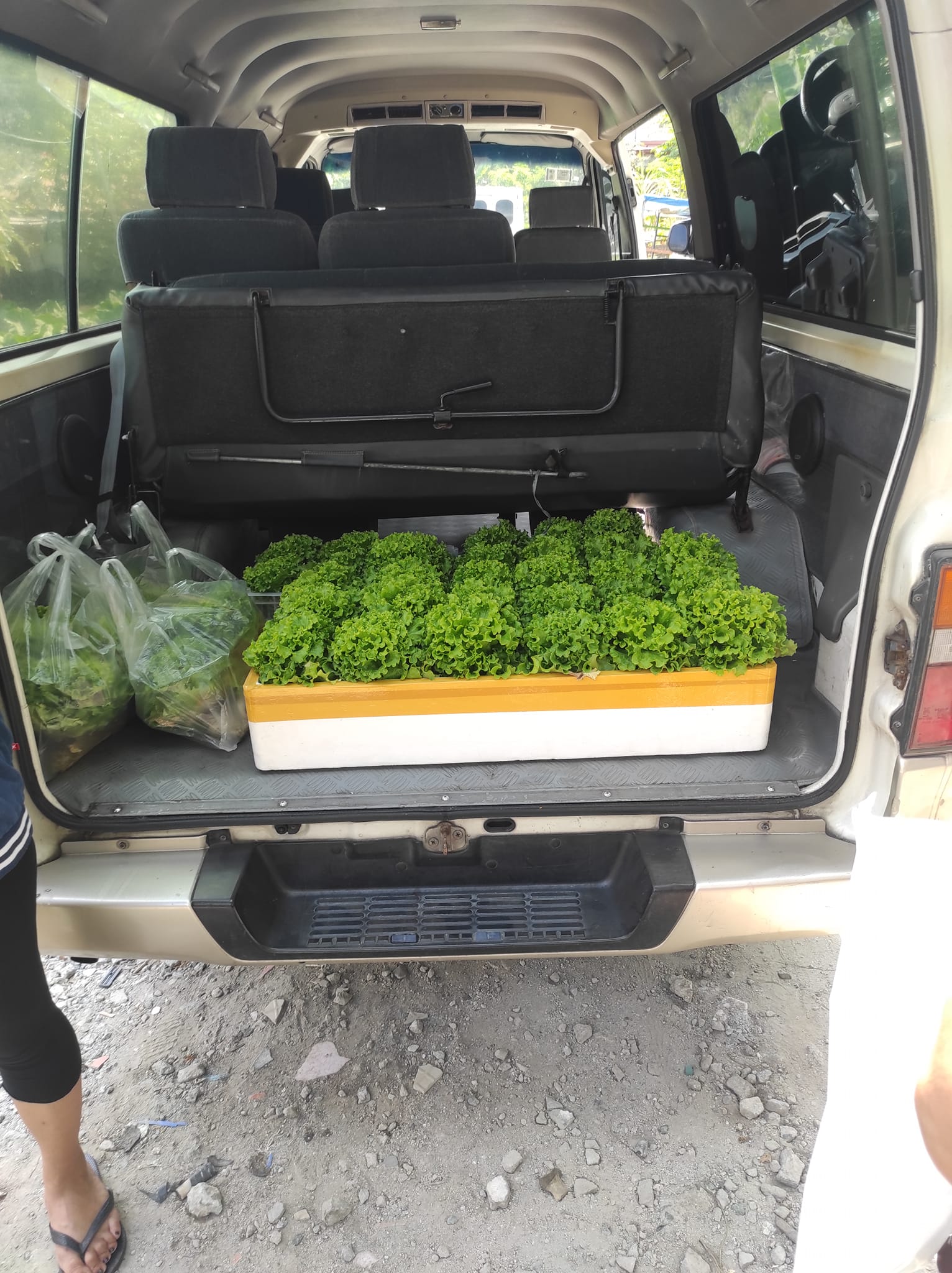 The Green Thumb Hydroponics Farm | Imus