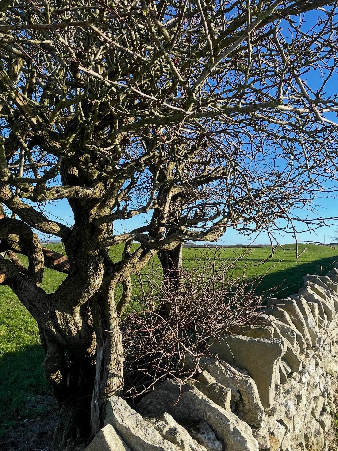 The Plant Path Folk
