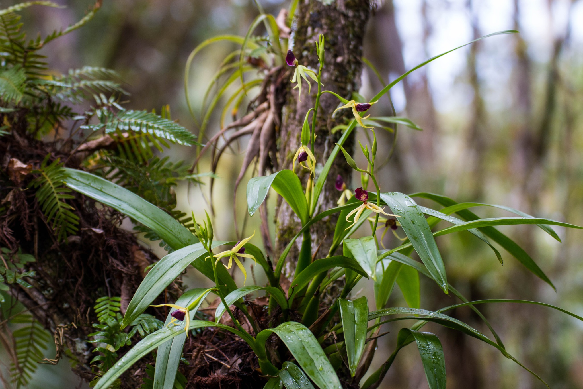 Alligator - The clamshell orchid (Prosthechea cochleata) is a