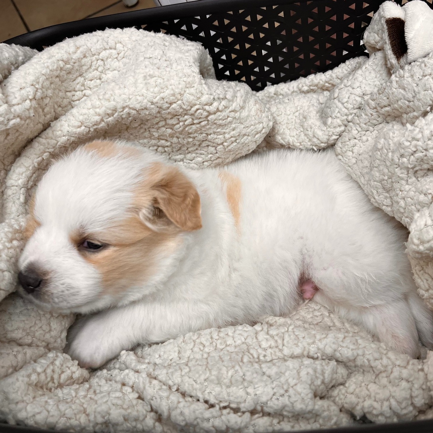🐾✨ First puppy visit alert! ✨🐾 Everyone, meet Otis — teeny