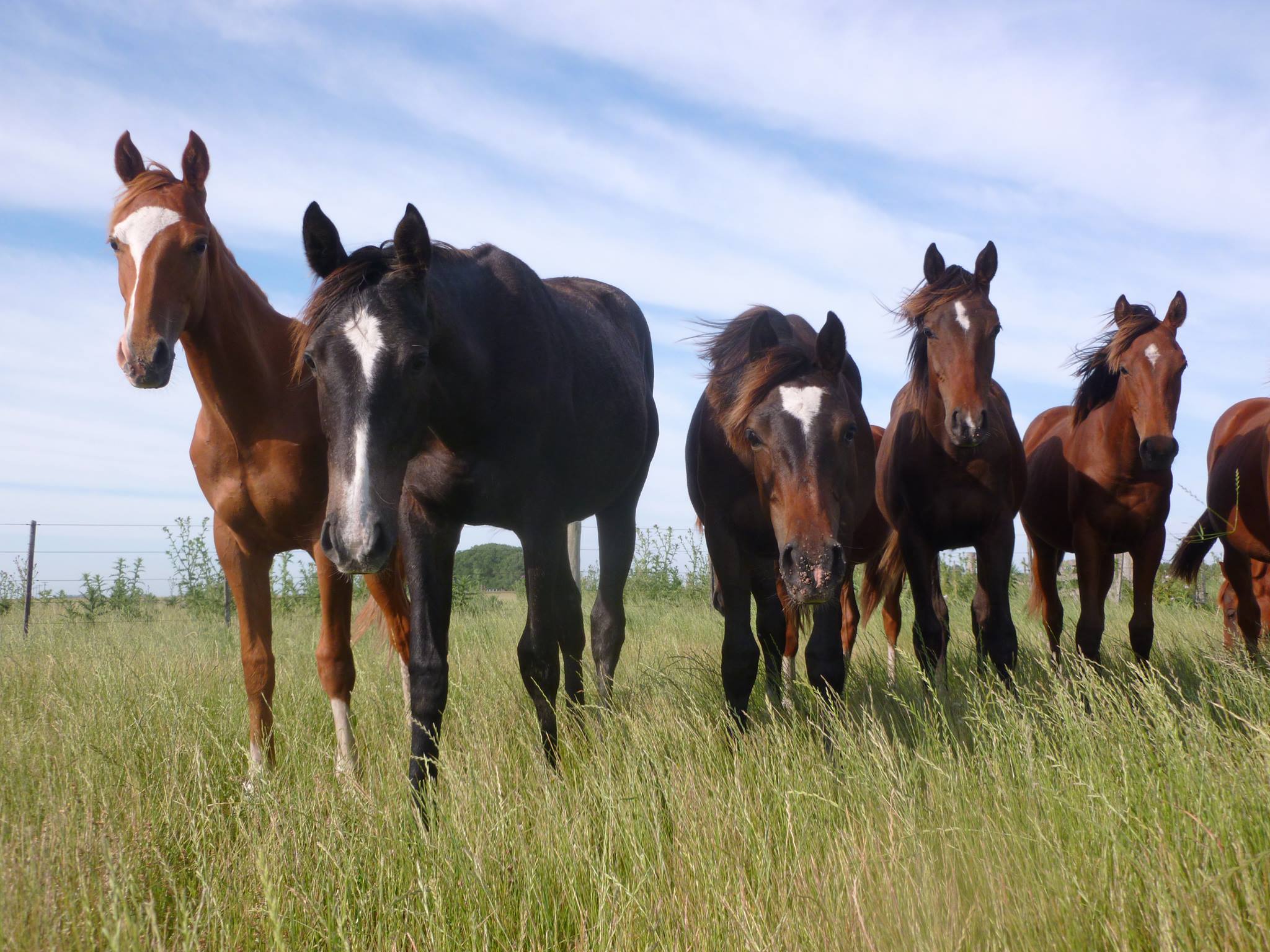 Paso Fino, Raza... - Paso Fino, Raza Autóctona de Puerto Rico
