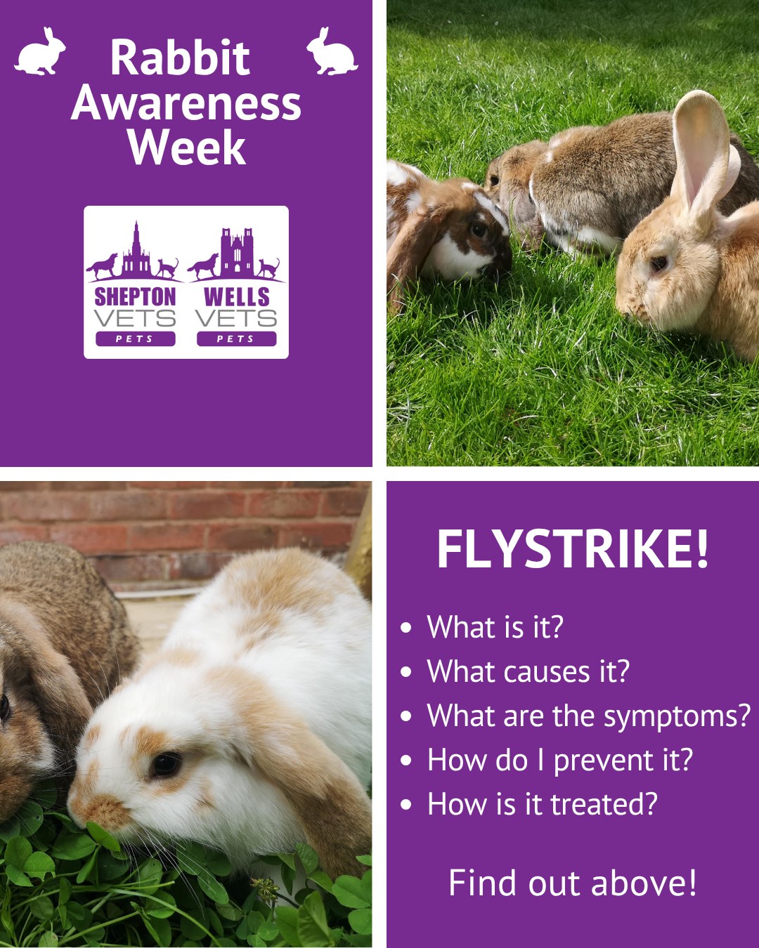 Shepton Vets - 🐇 Rabbit Awareness Week 🐇 FLYSTRIKE! 🪰... | Facebook