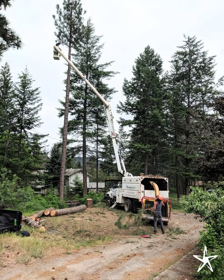 🌲 Tackling the Tall Ones with... - Silver Star Tree Service | Facebook