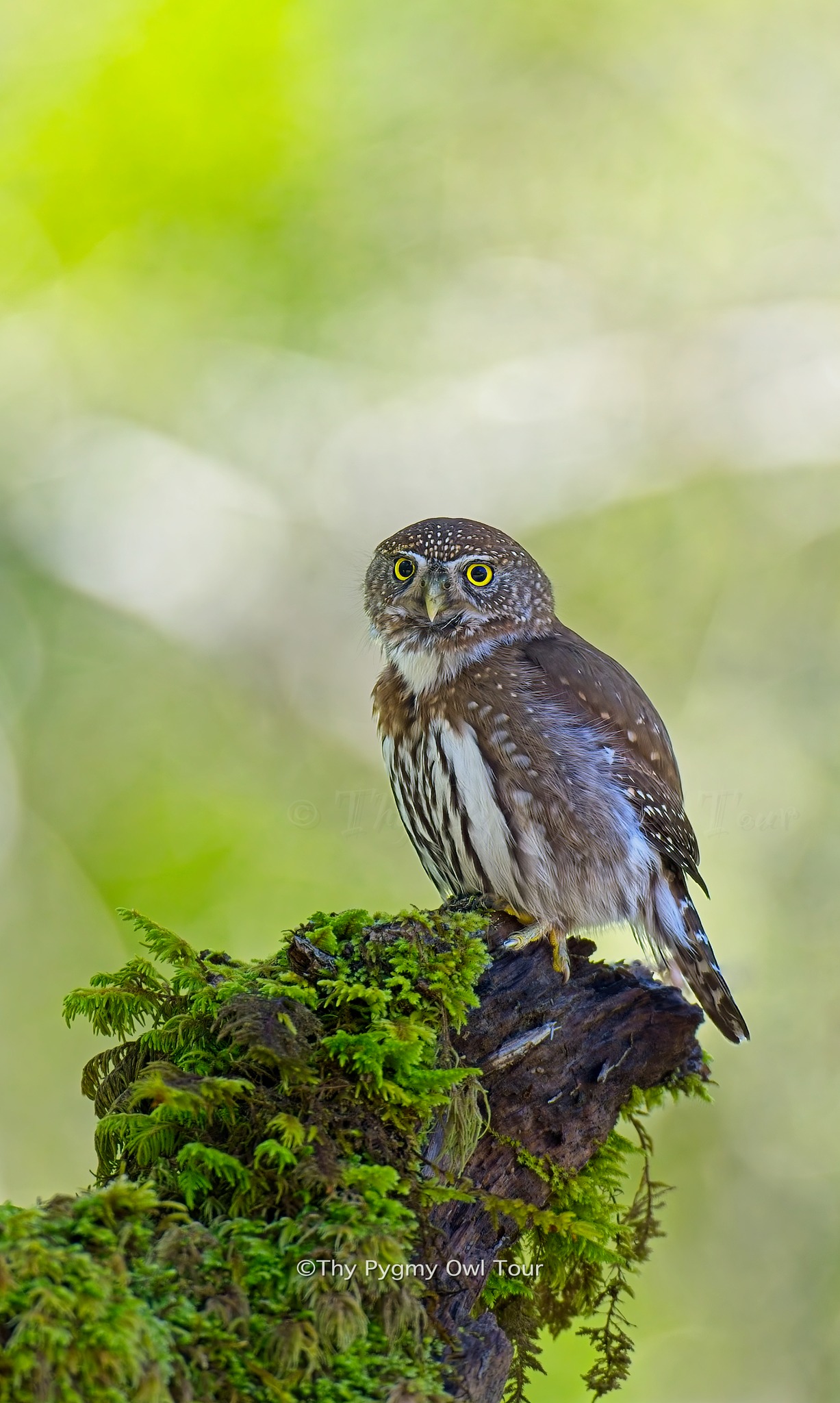 Northern Pygmy Owl with distinctive yellow eyes and brown and