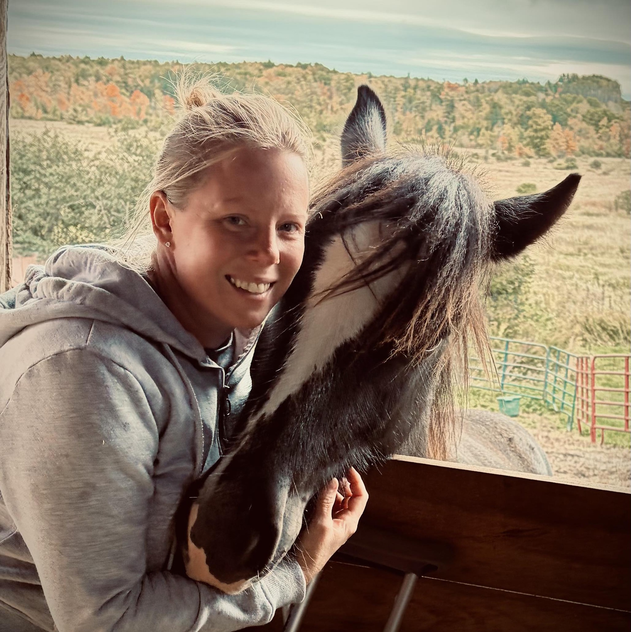 Gypsy Vanner Network | Anybody expecting any grey or silver foals in ...