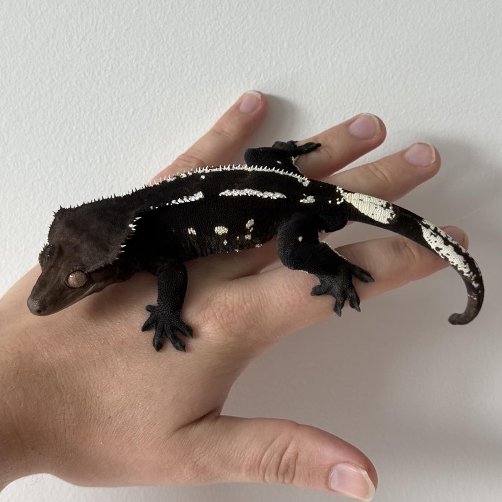 ZaZoo - Toothless and I are pumped for the release of How to Train Your ...