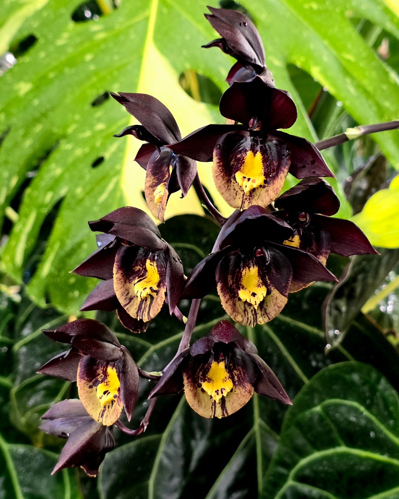 Dendrobium Hancockii. A species endemic to Yuunan province of