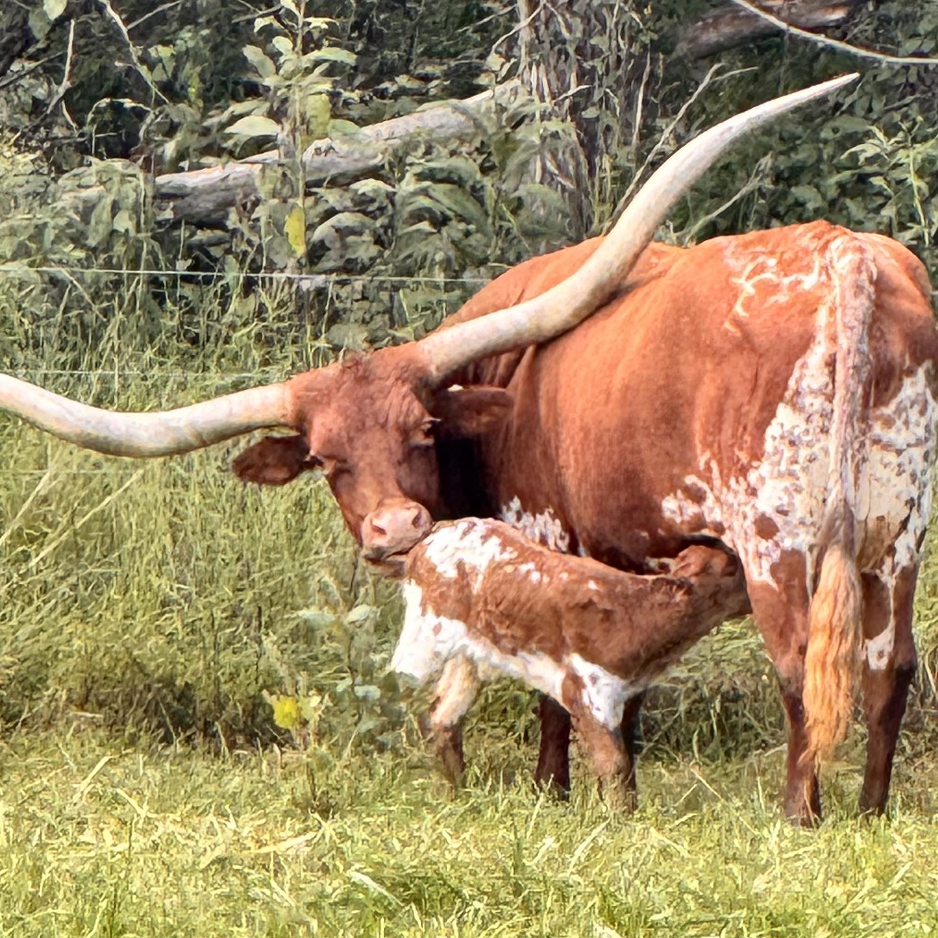 Rustic Rosewood has made it to the Millennium Sale & Futurity. She's ...