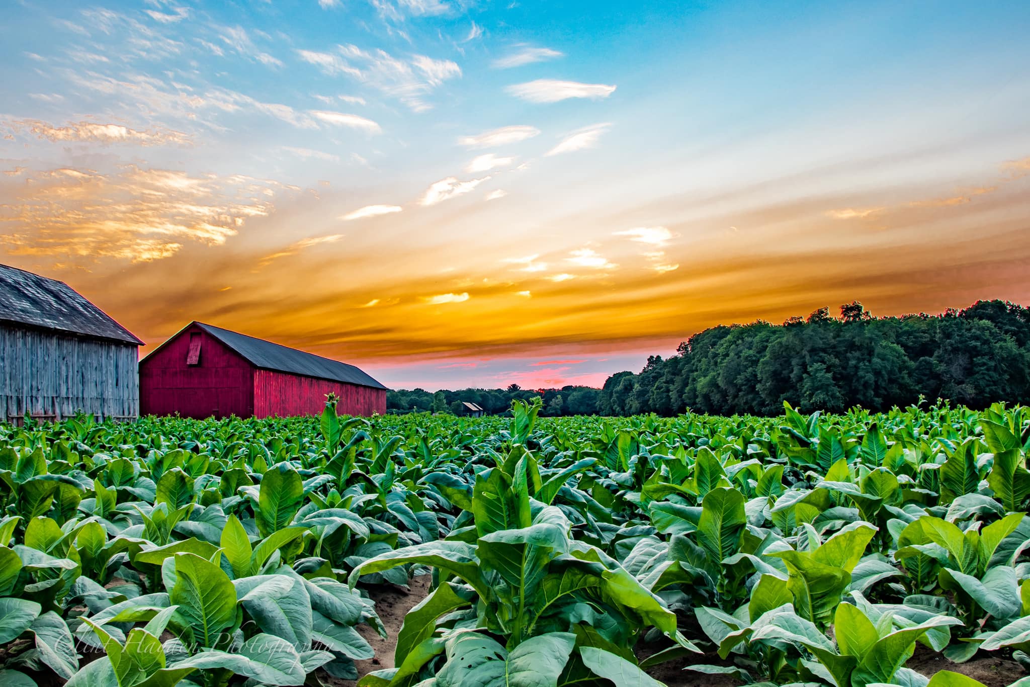 Vibrant sunset over a Connecticut tobacco farm