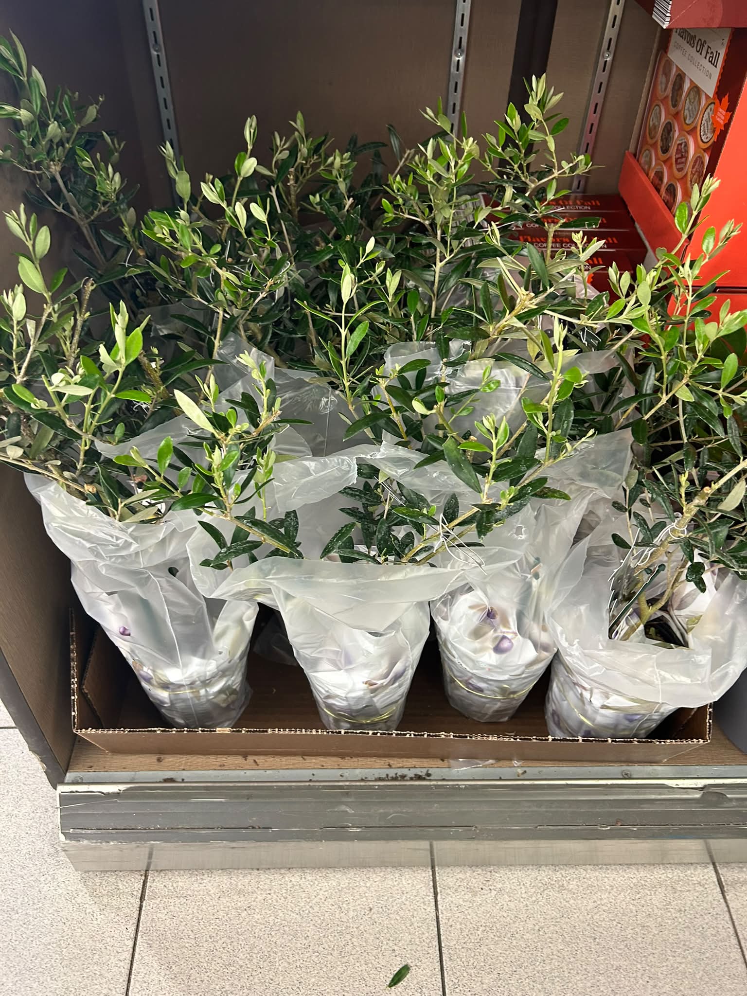 Olive trees available at ALDI Jacksonville, NC Yopp Road location