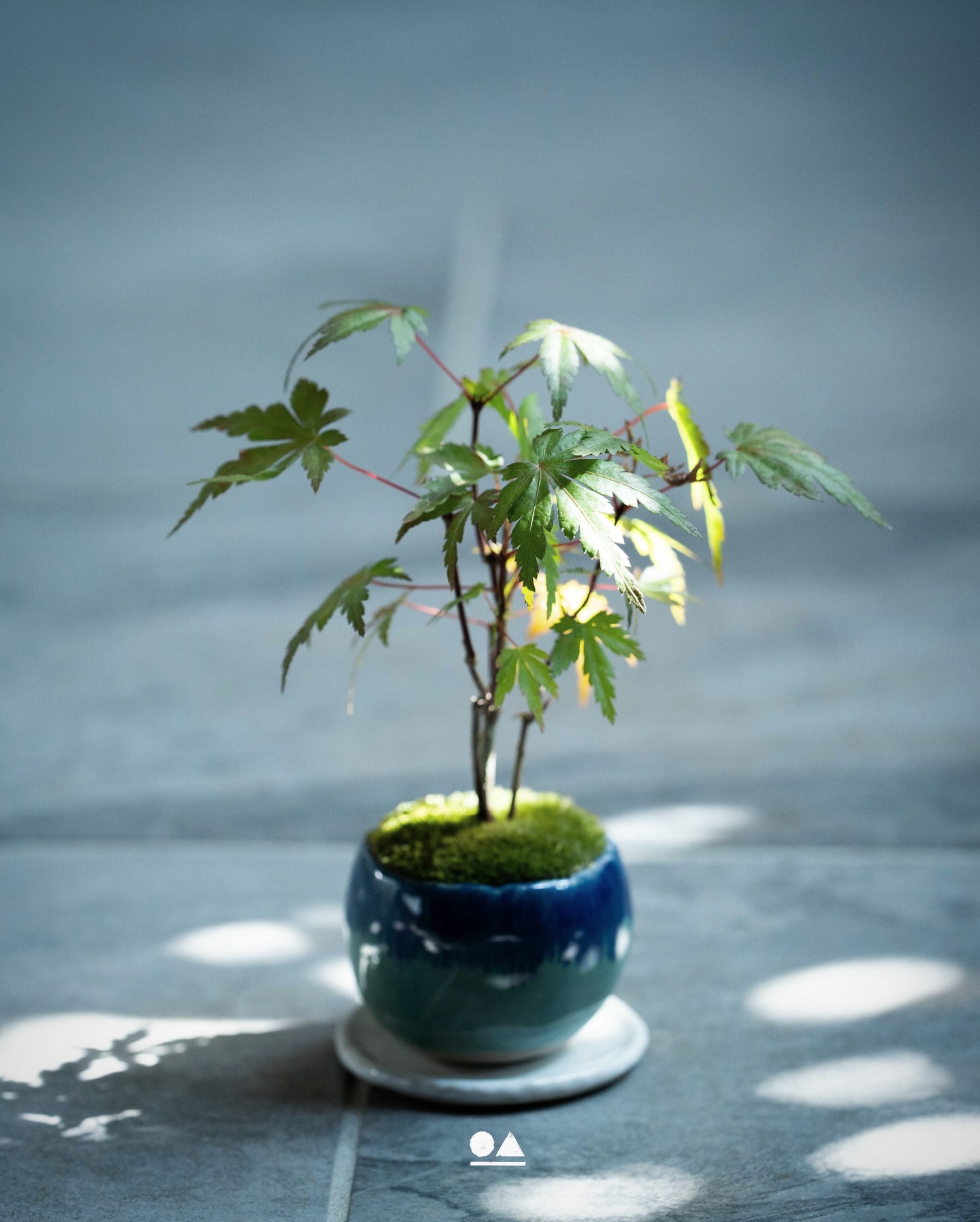 ○△＿ . 純白の花を咲かせる”白鳥花“ . 白鳥の様な美しい花が名前の