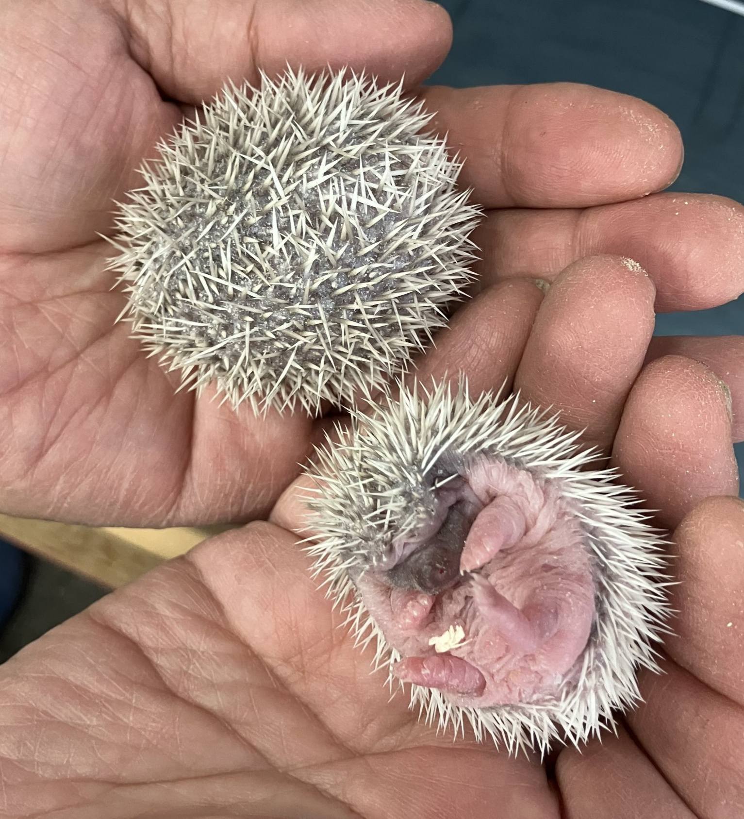 ハリネズミ 赤ちゃん 生まれたて