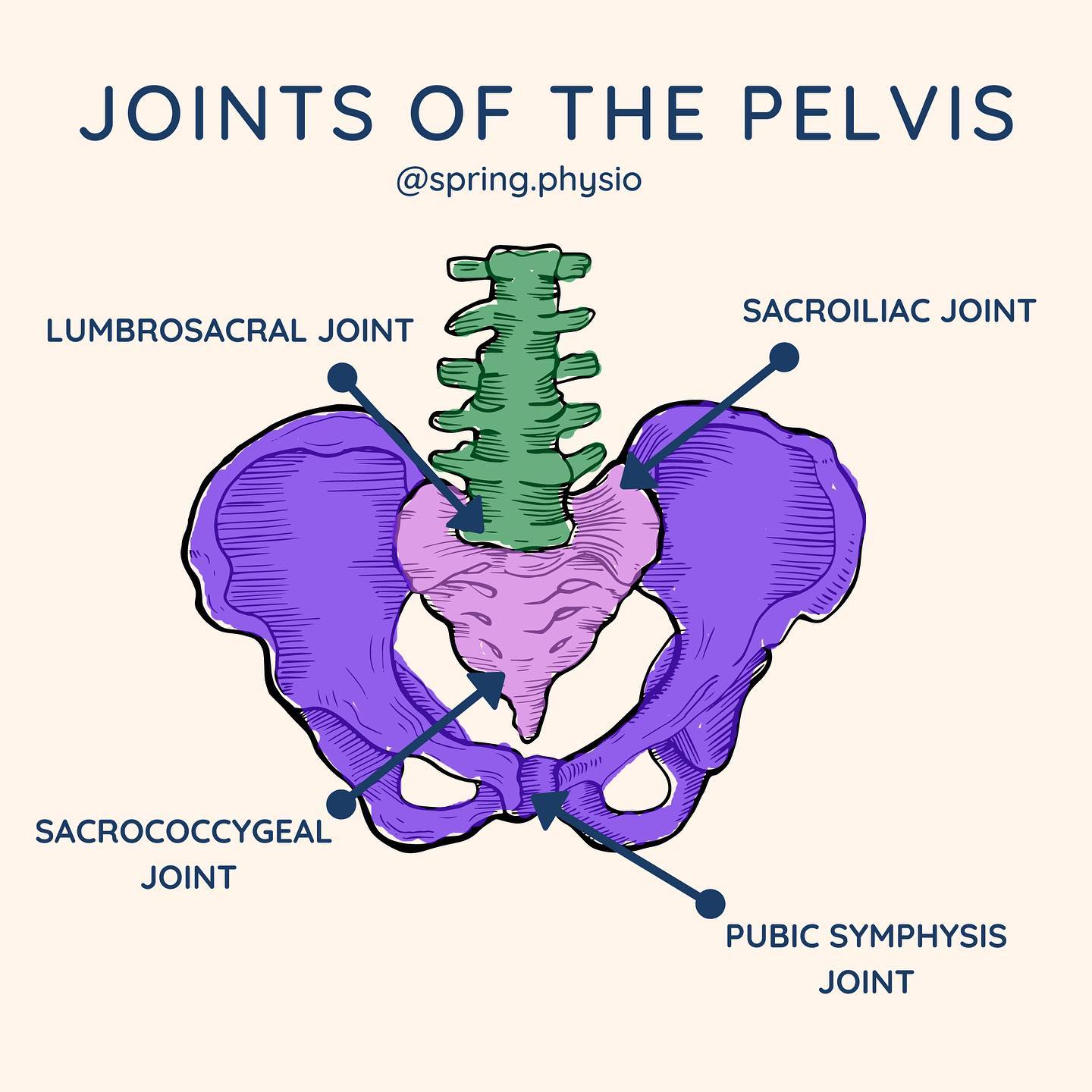 Spring Physio - The pelvis has several bones connecting it... | Facebook