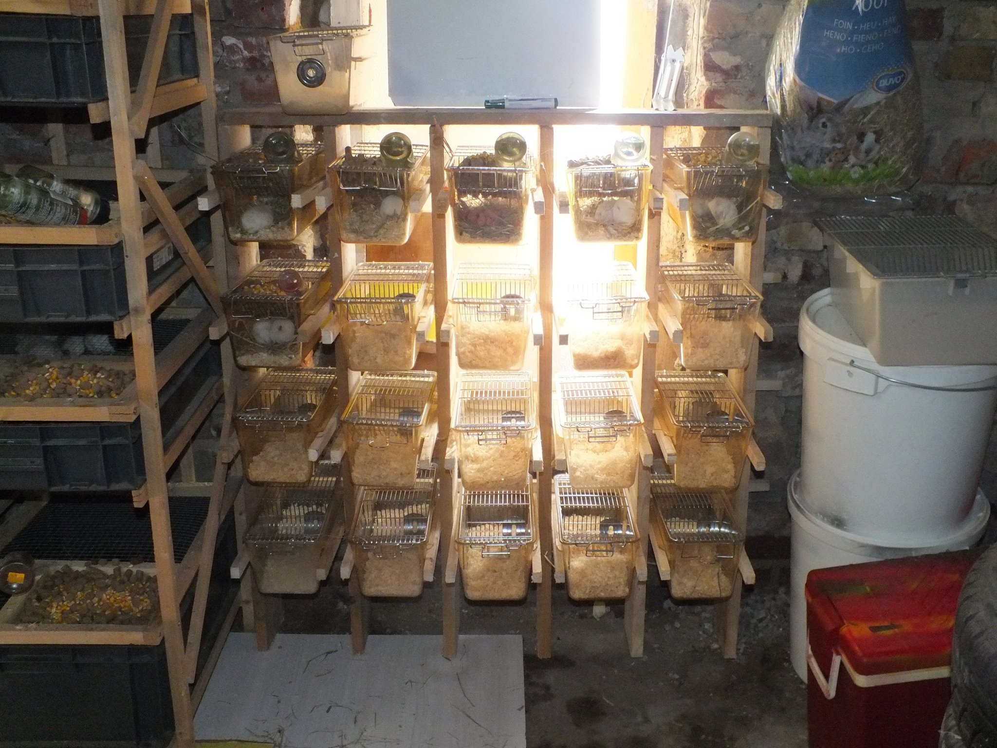 NEWS RACK A RONGEUR ! 20 cage labo... - Royal Snakes Design
