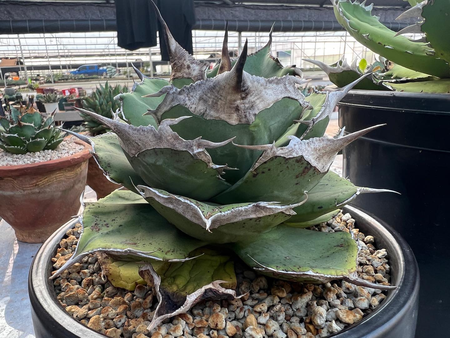 Agave 龍球荟
